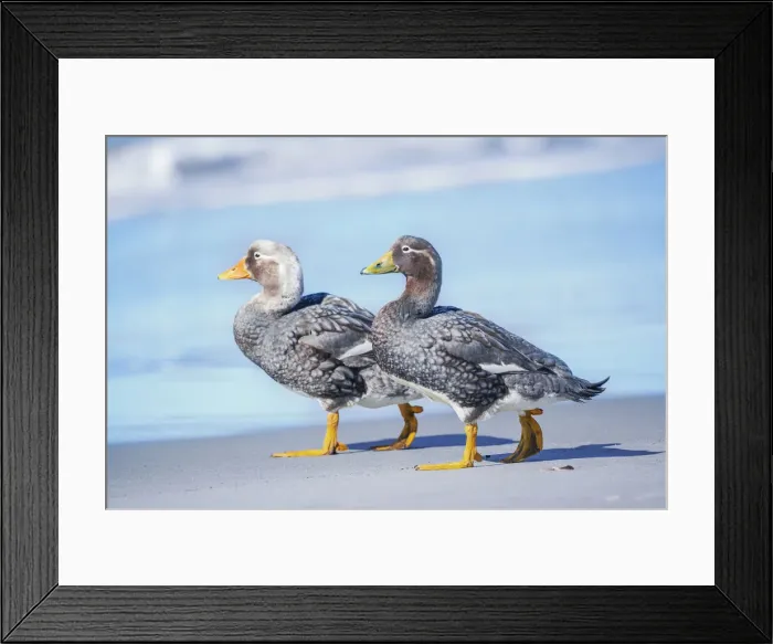 Framed Print : Steamer ducks (Tachyeres brachypterus) walking, Sea Lion Island, Falkland Islands Framed Print : Steamer ducks (Tachyeres brachypterus) walking, Sea Lion Island, Falkland Islands