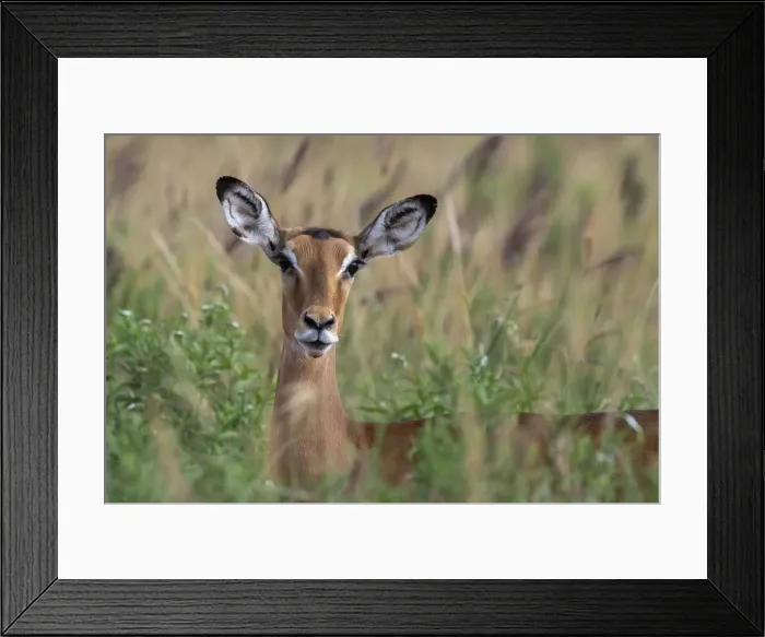 Framed Print : Impala (Aepyceros melampus), Tsavo, Kenya, East Africa, Africa Framed Print : Impala (Aepyceros melampus), Tsavo, Kenya, East Africa, Africa