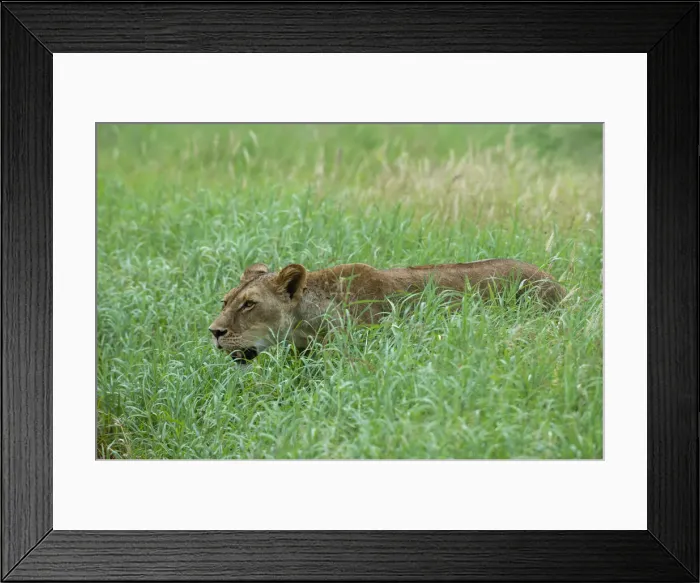 Framed Print : Lioness (Panthera leo), Tsavo, Kenya, East Africa, Africa Framed Print : Lioness (Panthera leo), Tsavo, Kenya, East Africa, Africa