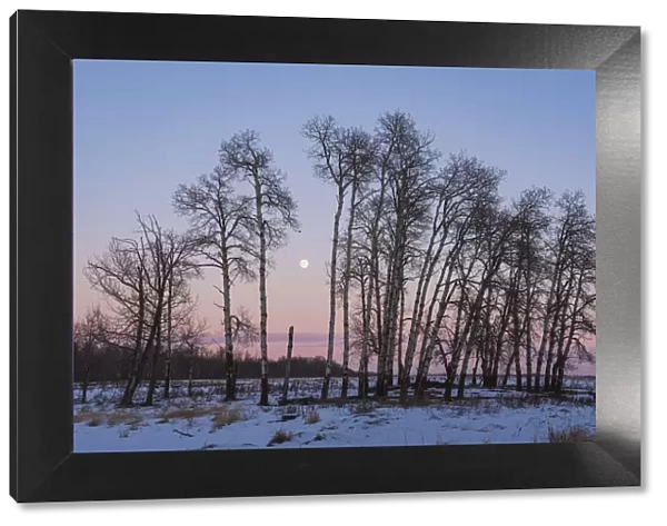 Full Moon and Aspen Grove during a Winter Sunset, Elk Island National Park, Alberta