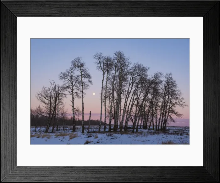 Framed Print : Full Moon and Aspen Grove during a Winter Sunset, Elk Island National Park, Alberta Framed Print : Full Moon and Aspen Grove during a Winter Sunset, Elk Island National Park, Alberta