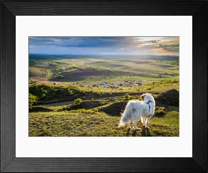 Framed Print : White dog overlooking a small Romanian village in the countryside in summer, Romania Framed Print : White dog overlooking a small Romanian village in the countryside in summer, Romania