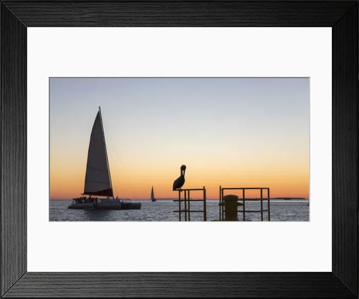 Framed Print : View across the Gulf of Mexico, sunset, brown pelican prominent, Mallory Square, Old Town Framed Print : View across the Gulf of Mexico, sunset, brown pelican prominent, Mallory Square, Old Town