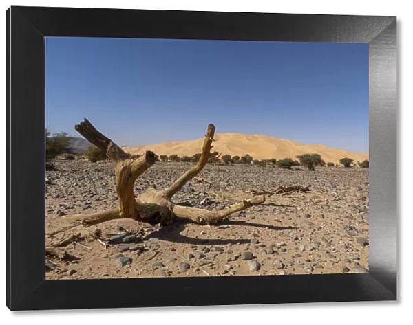 Crabs claw Arakao sand dune, Tenere Desert, Sahara, Niger, Africa
