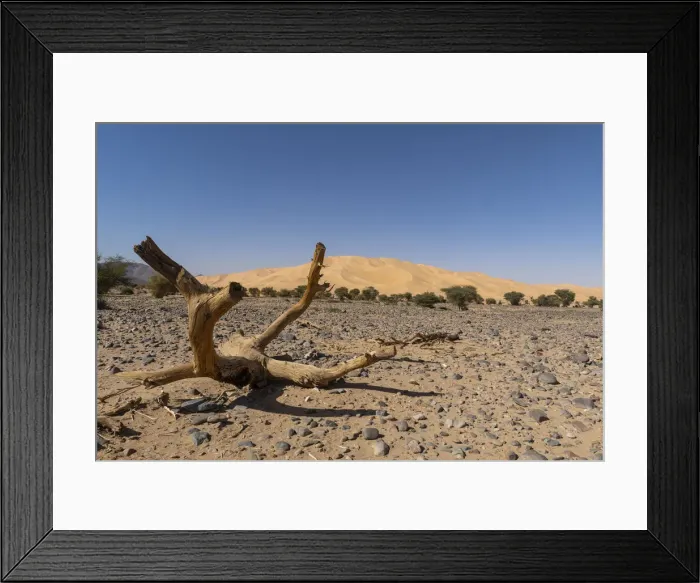 Framed Print : Crabs claw Arakao sand dune, Tenere Desert, Sahara, Niger, Africa Framed Print : Crabs claw Arakao sand dune, Tenere Desert, Sahara, Niger, Africa