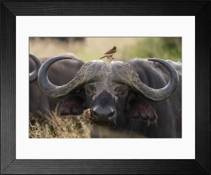 Framed Print : Cape buffalo (Syncerus caffer), Tsavo, Kenya, East Africa, Africa Framed Print : Cape buffalo (Syncerus caffer), Tsavo, Kenya, East Africa, Africa