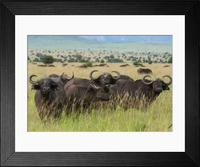 Framed Print : Cape buffalo (Syncerus caffer), Tsavo, Kenya, East Africa, Africa Framed Print : Cape buffalo (Syncerus caffer), Tsavo, Kenya, East Africa, Africa