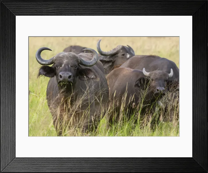 Framed Print : Cape buffalo (Syncerus caffer), Tsavo, Kenya, East Africa, Africa Framed Print : Cape buffalo (Syncerus caffer), Tsavo, Kenya, East Africa, Africa