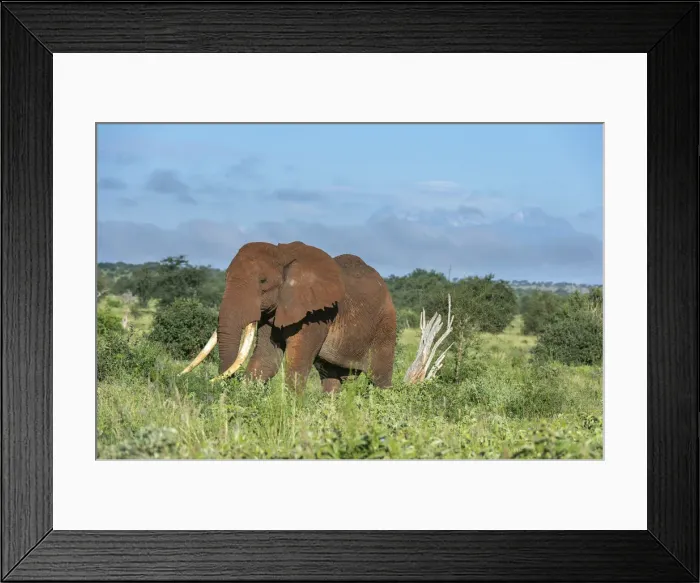 Framed Print : African elephant (Loxodonta africana), Tsavo, Kenya, East Africa, Africa Framed Print : African elephant (Loxodonta africana), Tsavo, Kenya, East Africa, Africa