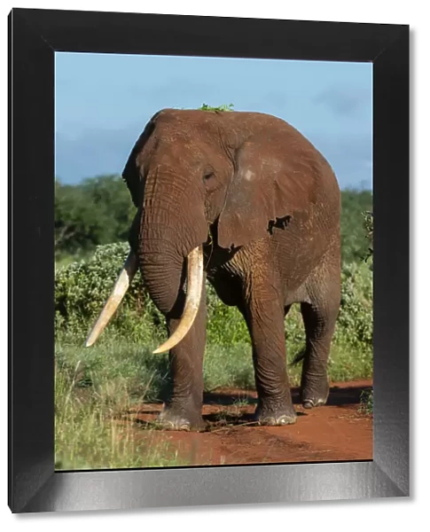 African elephant (Loxodonta africana), Tsavo, Kenya, East Africa, Africa