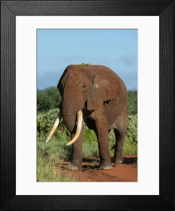 Framed Print : African elephant (Loxodonta africana), Tsavo, Kenya, East Africa, Africa Framed Print : African elephant (Loxodonta africana), Tsavo, Kenya, East Africa, Africa