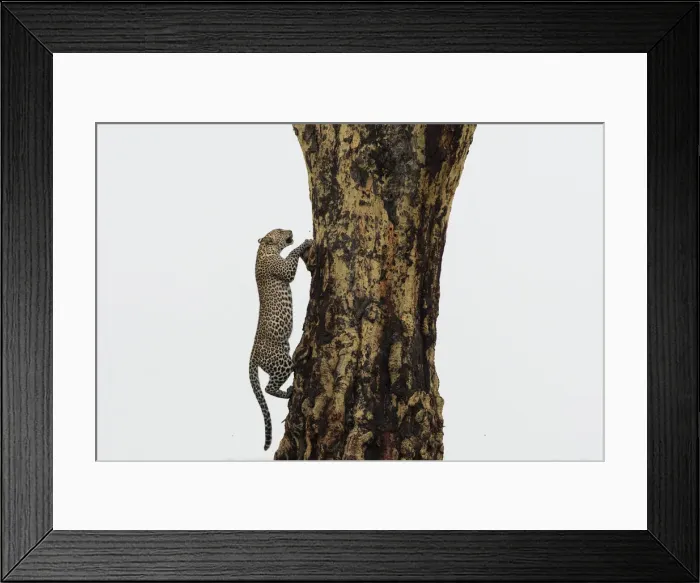 Framed Print : Leopard (Panthera pardus), Seronera, Serengeti National Park, Tanzania, East Africa Framed Print : Leopard (Panthera pardus), Seronera, Serengeti National Park, Tanzania, East Africa