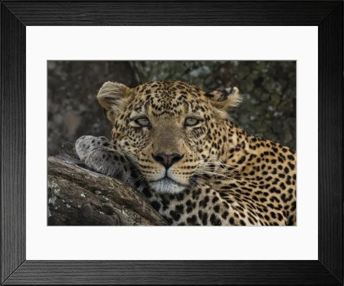 Framed Print : Leopard (Panthera pardus), Seronera, Serengeti National Park, Tanzania, East Africa Framed Print : Leopard (Panthera pardus), Seronera, Serengeti National Park, Tanzania, East Africa