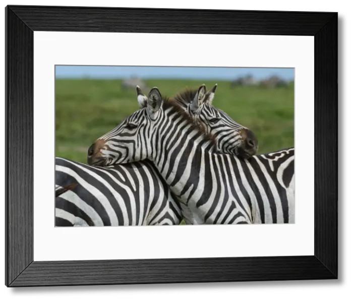 Framed Print : Plains zebras (Equus quagga), Ndutu, Ngorongoro Conservation Area, Serengeti, Tanzania Framed Print : Plains zebras (Equus quagga), Ndutu, Ngorongoro Conservation Area, Serengeti, Tanzania