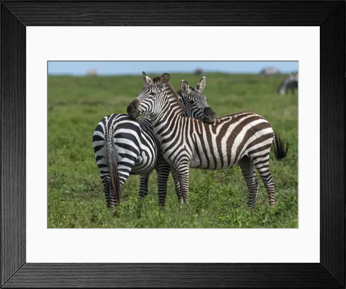 Framed Print : Plains zebras (Equus quagga), Ndutu, Ngorongoro Conservation Area, Serengeti, Tanzania Framed Print : Plains zebras (Equus quagga), Ndutu, Ngorongoro Conservation Area, Serengeti, Tanzania