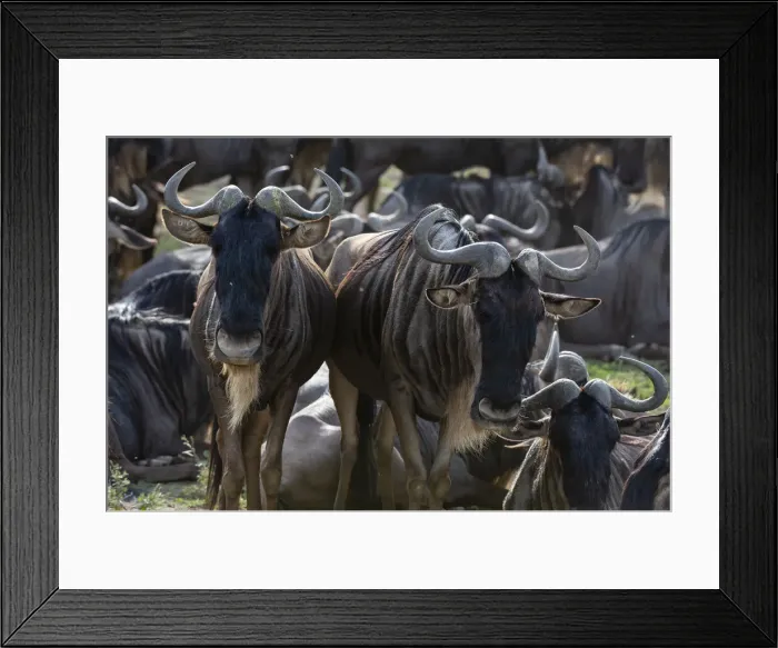 Framed Print : Wildebeests (Connochaetes taurinus), Ndutu, Ngorongoro Conservation Area, Serengeti