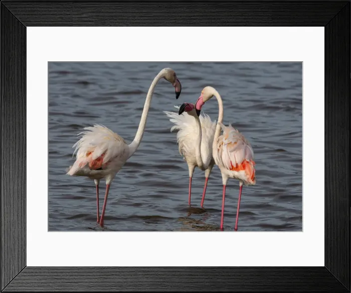 Framed Print : Greater flamingos (Phoenicopterus ruber) on Lake Ndutu, Ngorongoro Conservation Area Framed Print : Greater flamingos (Phoenicopterus ruber) on Lake Ndutu, Ngorongoro Conservation Area