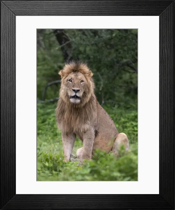 Framed Print : Lion (Panthera leo), Ndutu, Ngorongoro Conservation Area, Serengeti, Tanzania Framed Print : Lion (Panthera leo), Ndutu, Ngorongoro Conservation Area, Serengeti, Tanzania