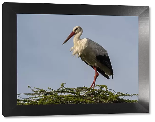 White stork (Ciconia ciconia), Ndutu, Ngorongoro Conservation Area, Serengeti, Tanzania