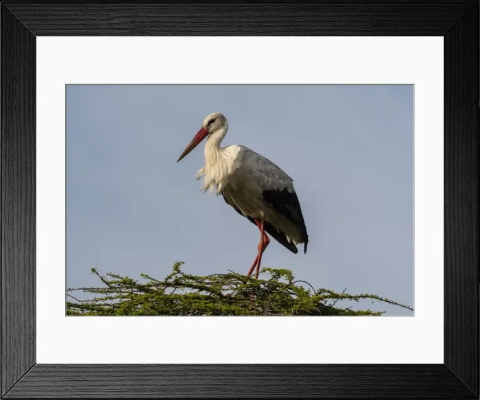 Framed Print : White stork (Ciconia ciconia), Ndutu, Ngorongoro Conservation Area, Serengeti, Tanzania Framed Print : White stork (Ciconia ciconia), Ndutu, Ngorongoro Conservation Area, Serengeti, Tanzania