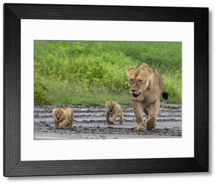 Framed Print : A lioness (Panthera leo) with its four week old cubs, Ndutu, Ngorongoro Conservation Area Framed Print : A lioness (Panthera leo) with its four week old cubs, Ndutu, Ngorongoro Conservation Area