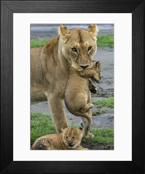 Framed Print : A lioness (Panthera leo) with its four week old cubs, Ndutu, Ngorongoro Conservation Area Framed Print : A lioness (Panthera leo) with its four week old cubs, Ndutu, Ngorongoro Conservation Area