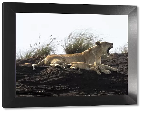 Lioness and cub on the Lion Rock, a promontory which has inspired the Disney movie The