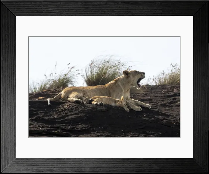 Framed Print : Lioness and cub on the Lion Rock, a promontory which has inspired the Disney movie Framed Print : Lioness and cub on the Lion Rock, a promontory which has inspired the Disney movie