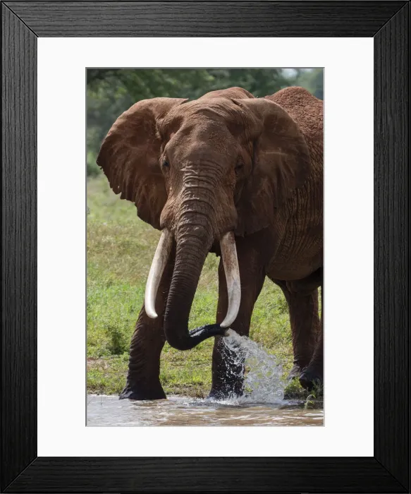 Framed Print : Elephant, Lualenyi, Tsavo Conservation Area, Kenya, East Africa, Africa Framed Print : Elephant, Lualenyi, Tsavo Conservation Area, Kenya, East Africa, Africa