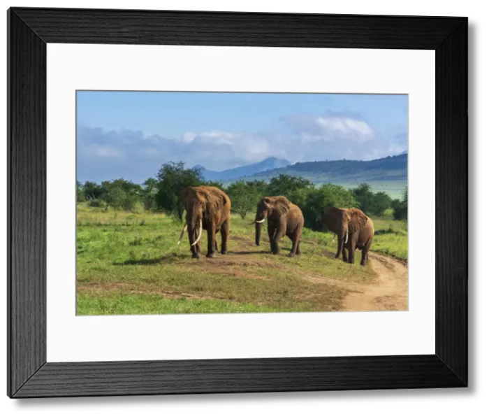 Framed Print : African elephants (Loxodonta africana), Lualenyi, Tsavo Conservation Area, Kenya Framed Print : African elephants (Loxodonta africana), Lualenyi, Tsavo Conservation Area, Kenya
