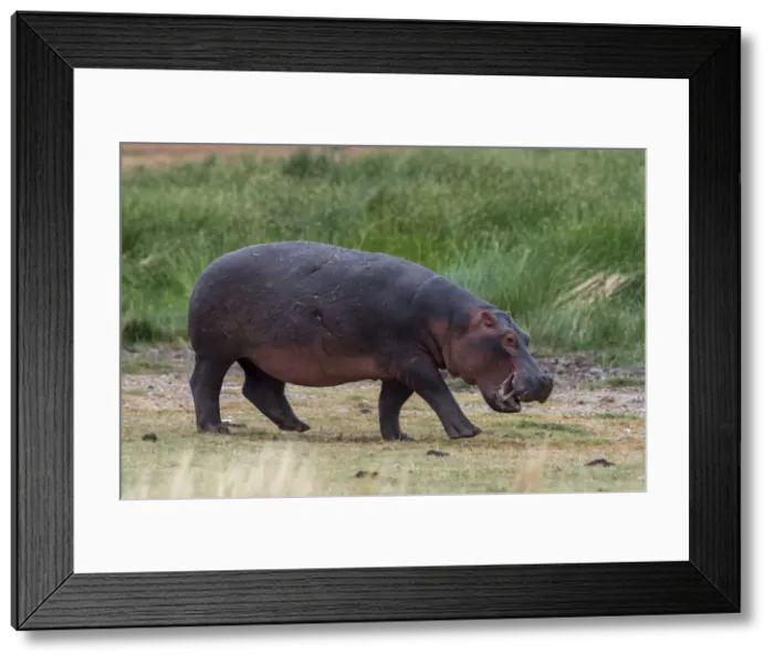 Framed Print : Hippopotamus (Hippopotamus amphibius), Lake Jipe, Tsavo West National Park, Kenya Framed Print : Hippopotamus (Hippopotamus amphibius), Lake Jipe, Tsavo West National Park, Kenya