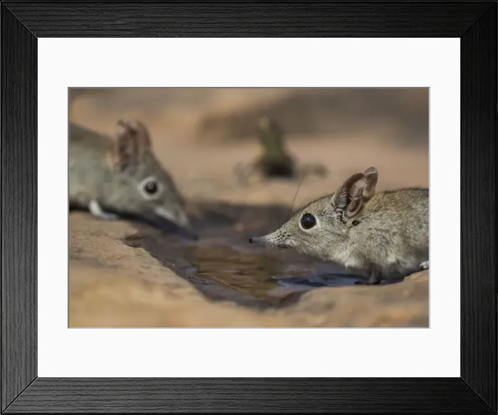 Framed Print : Eastern rock elephant shrews (Elephantulus myurus) drinking, Tuli Game Reserve, Botswana Framed Print : Eastern rock elephant shrews (Elephantulus myurus) drinking, Tuli Game Reserve, Botswana