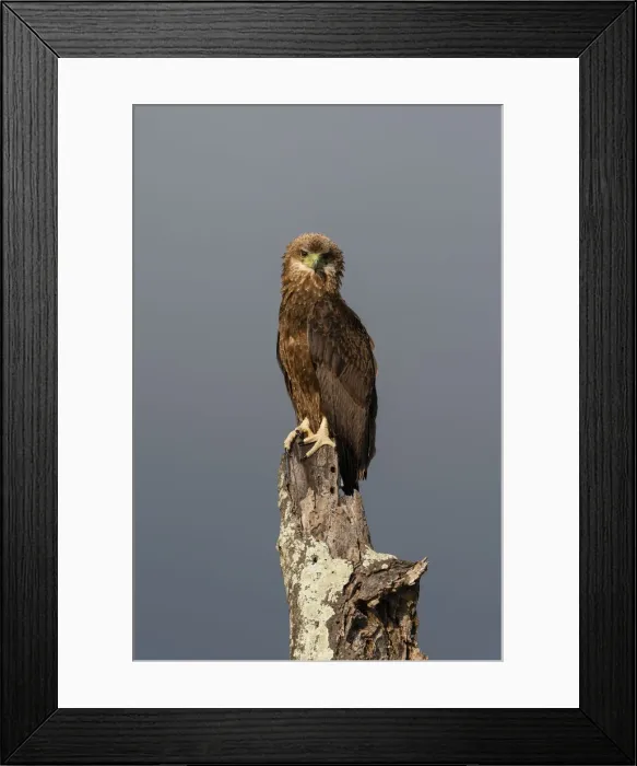 Framed Print : Immature bateleur (Terathopius ecaudatus), Tsavo, Kenya, East Africa, Africa Framed Print : Immature bateleur (Terathopius ecaudatus), Tsavo, Kenya, East Africa, Africa