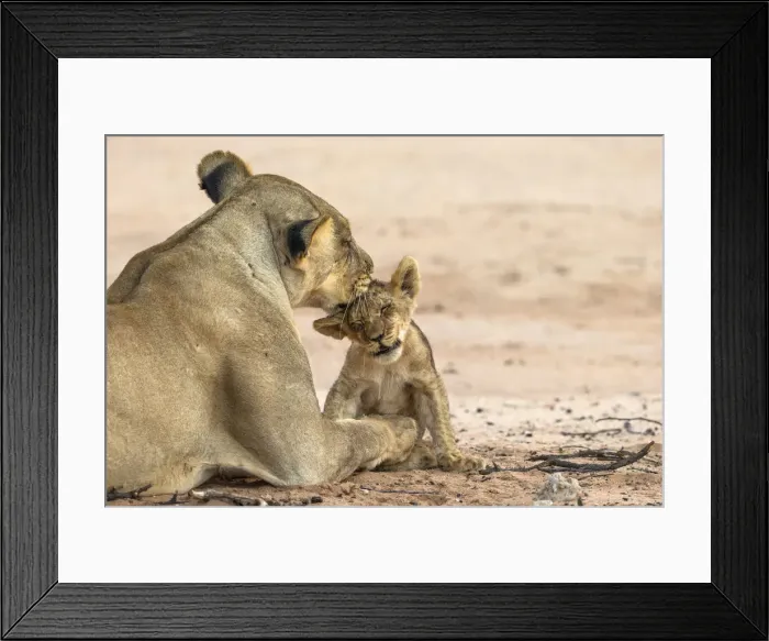 Framed Print : Lioness (Panthera leo) grooming cub, Kgalagadi Transfrontier Park, South Africa, Africa Framed Print : Lioness (Panthera leo) grooming cub, Kgalagadi Transfrontier Park, South Africa, Africa