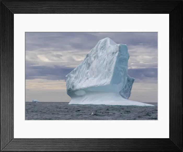 Framed Print : Huge icebergs at Cape Brewster, the easternmost point of the jagged Framed Print : Huge icebergs at Cape Brewster, the easternmost point of the jagged