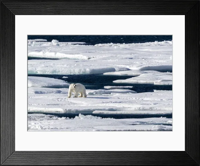 Framed Print : Adult polar bear (Ursus maritimus), walking on open ice, Queens Channel Framed Print : Adult polar bear (Ursus maritimus), walking on open ice, Queens Channel
