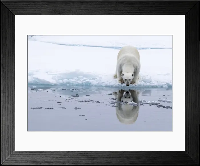 Framed Print : Adult polar bear (Ursus maritimus), reflected in the sea on ice near Ellesmere Island Framed Print : Adult polar bear (Ursus maritimus), reflected in the sea on ice near Ellesmere Island