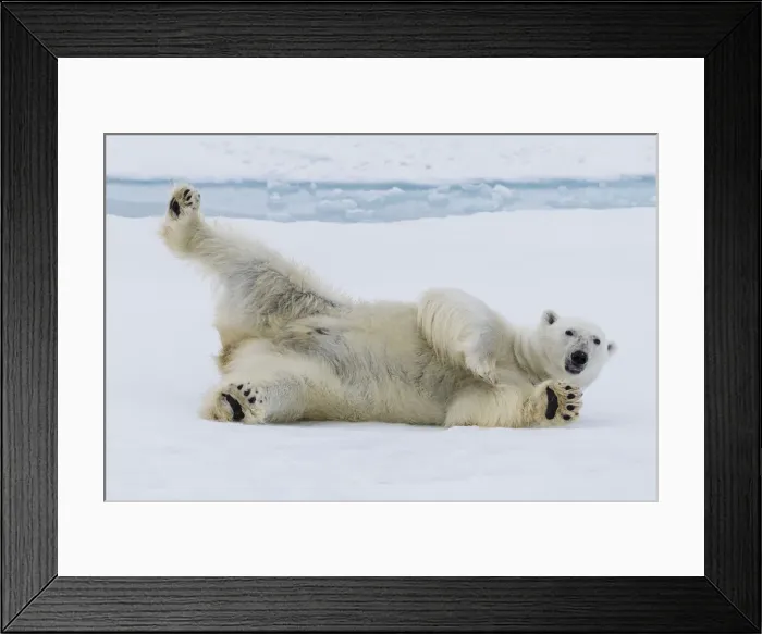 Framed Print : Adult polar bear (Ursus maritimus), cleaning its fur from a recent kill on ice near Framed Print : Adult polar bear (Ursus maritimus), cleaning its fur from a recent kill on ice near