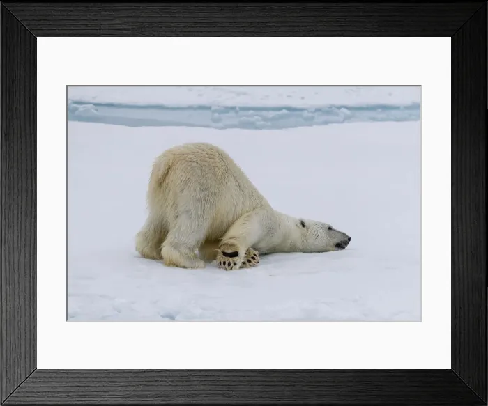 Framed Print : Adult polar bear (Ursus maritimus) cleaning its fur from a recent kill on ice near Framed Print : Adult polar bear (Ursus maritimus) cleaning its fur from a recent kill on ice near