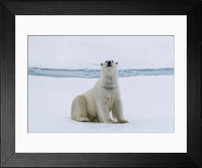 Framed Print : Adult polar bear (Ursus maritimus) cleaning its fur from a recent kill on ice near Framed Print : Adult polar bear (Ursus maritimus) cleaning its fur from a recent kill on ice near