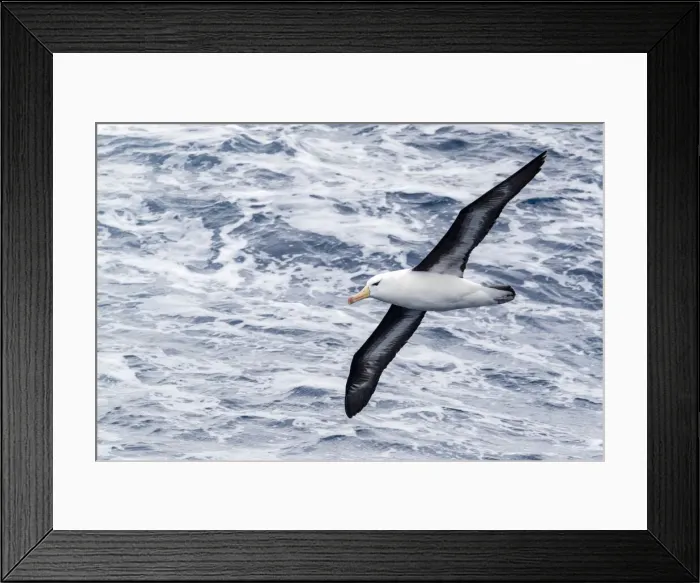Framed Print : Black-browed albatross (Thalassarche melanophris), in flight in Drake Passage, Antarctica Framed Print : Black-browed albatross (Thalassarche melanophris), in flight in Drake Passage, Antarctica