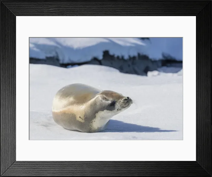 Framed Print : An adult crabeater seal (Lobodon carcinophaga), hauled out on sea ice in the Useful Framed Print : An adult crabeater seal (Lobodon carcinophaga), hauled out on sea ice in the Useful