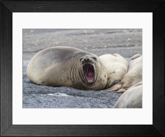 Framed Print : Southern elephant seals (Mirounga leonina), hauled out on the beach, Barrientos Island Framed Print : Southern elephant seals (Mirounga leonina), hauled out on the beach, Barrientos Island