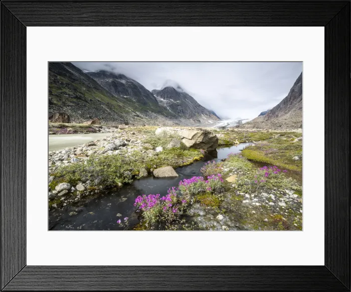 Framed Print : River beauties (dwarf fireweed) line the edge of a melt-water river from Igdlorssuit Framed Print : River beauties (dwarf fireweed) line the edge of a melt-water river from Igdlorssuit