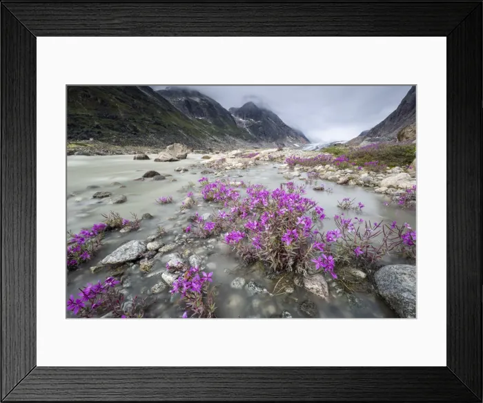 Framed Print : River beauties (dwarf fireweed) line the edge of a melt-water river from Igdlorssuit Framed Print : River beauties (dwarf fireweed) line the edge of a melt-water river from Igdlorssuit