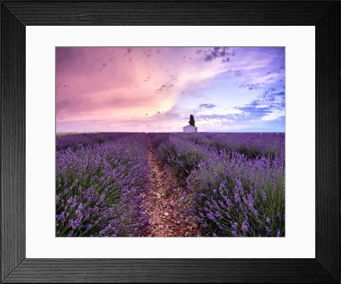 Framed Print : Sunrise in a lavender field with a small cottage and a tree, Valensole Framed Print : Sunrise in a lavender field with a small cottage and a tree, Valensole
