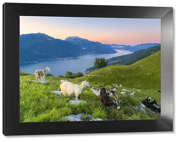 Goats at pasture eating and Lake Como at sunrise, Musso, Lake Como, Lombardy