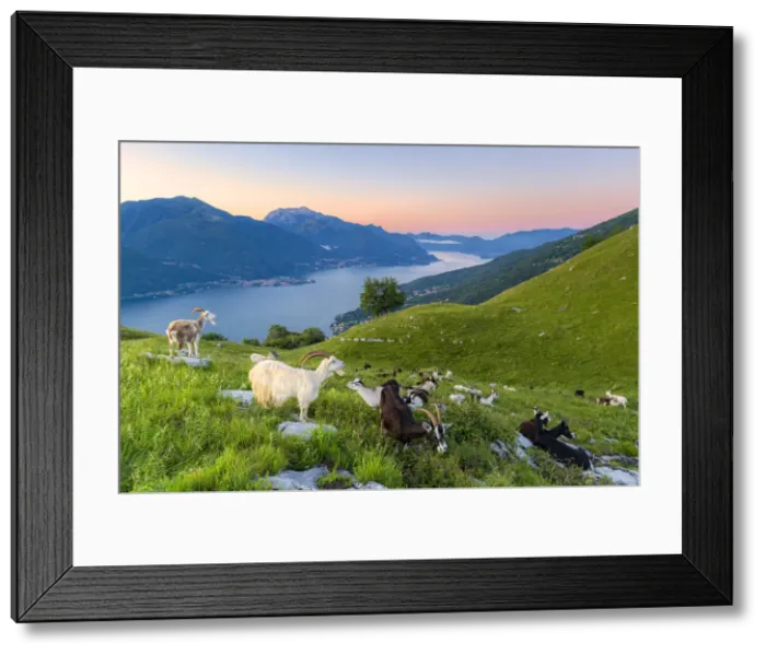 Framed Print : Goats at pasture eating and Lake Como at sunrise, Musso, Lake Como, Lombardy Framed Print : Goats at pasture eating and Lake Como at sunrise, Musso, Lake Como, Lombardy
