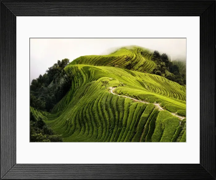 Framed Print : Top view of a path in the Longsheng rice terraces also known as Dragon Framed Print : Top view of a path in the Longsheng rice terraces also known as Dragon