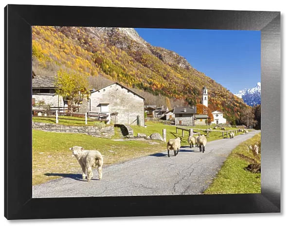 Sheep walk on the road near a mountan village, Val Bodengo, Valchiavenna, Valtellina